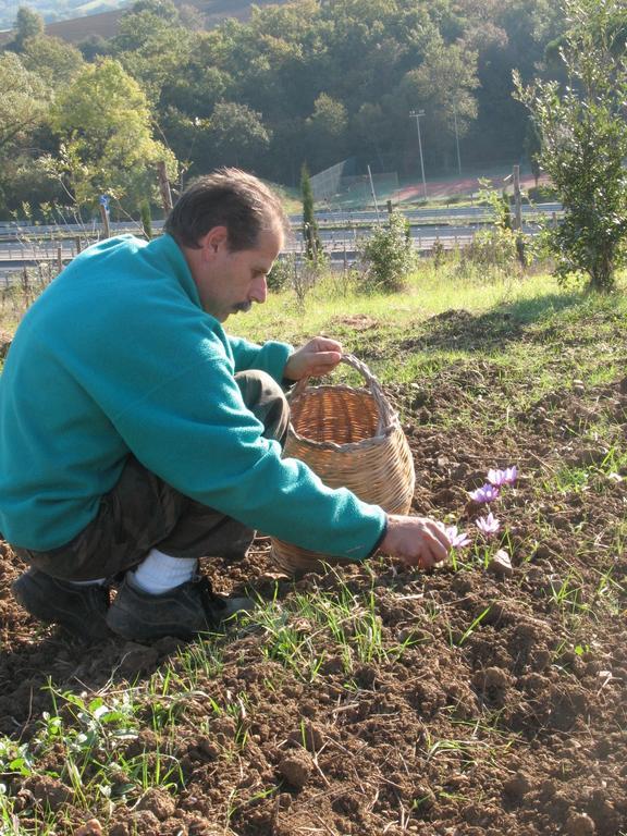 La Steccaia Alta